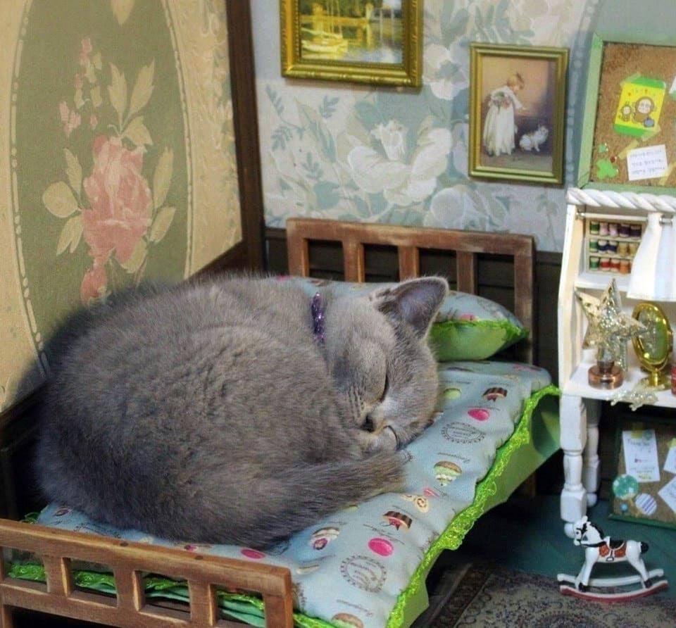 Sieste royale dans un monde miniature 🐾👑 #Mignon #MiniMaison #Détente #Pawtounes #Chat #Cats