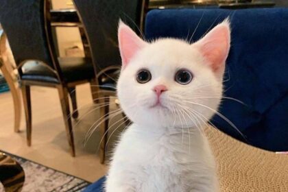 Pawtounes - Chats - Chatons - Animaux - Mignons - Marrants : Look me in the eye and say "no"! 🐾👀 #Pawtounes #Chat #Cats #Cute #Adorable