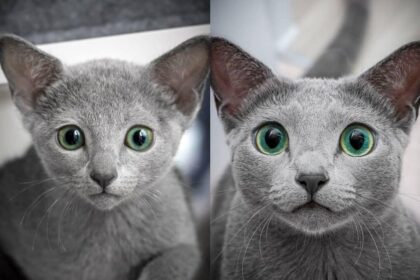 Regardez ces yeux! 🐱✨ Devenez #CatLover avec nous. #Mignon #Animaux #Pawtounes #Chat #Cats