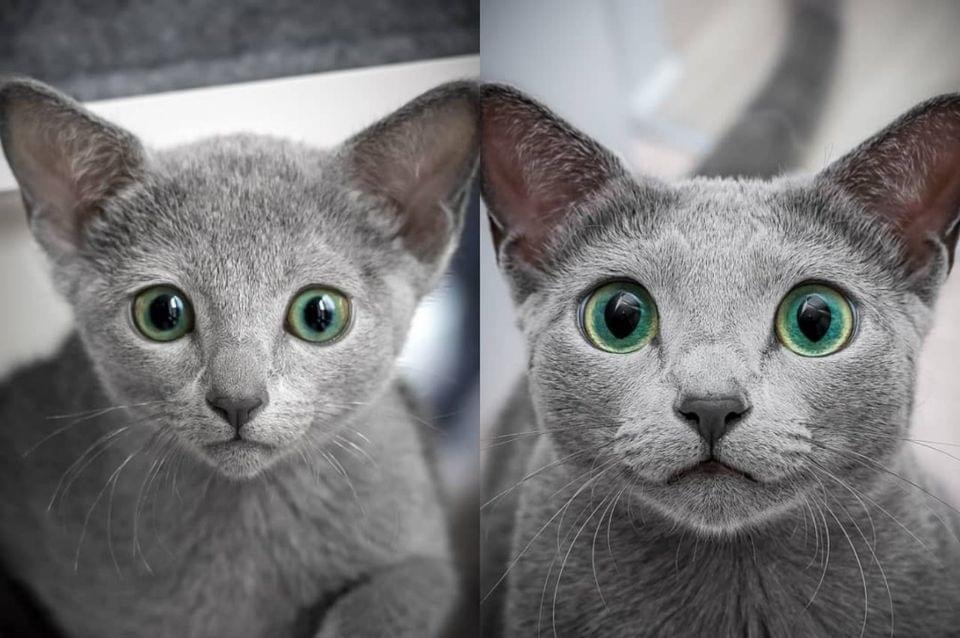 Regardez ces yeux! 🐱✨ Devenez #CatLover avec nous. #Mignon #Animaux #Pawtounes #Chat #Cats