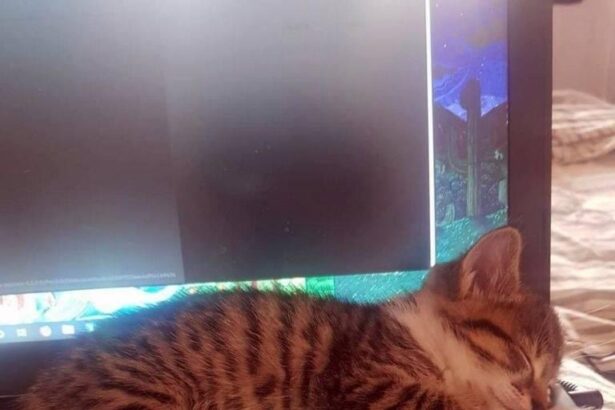 Pawtounes - Chats - Chatons - Animaux - Mignons - Marrants : Cuddle-tech break with my furry assistant 😸🖥️ #Cute #TechCat #Pawtounes #Chat #Cats