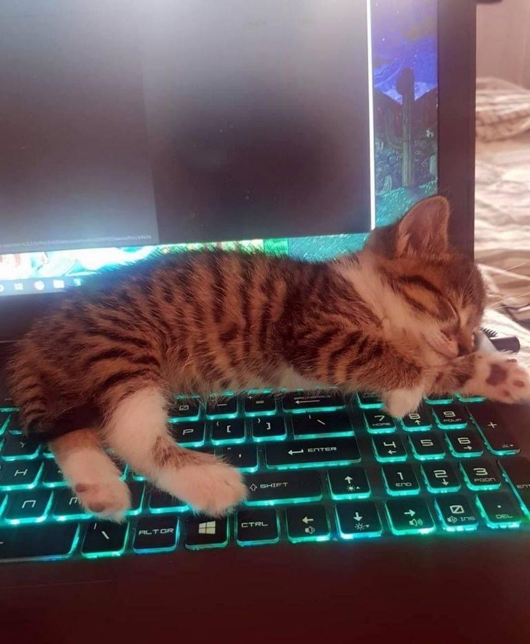 Pawtounes - Chats - Chatons - Animaux - Mignons - Marrants : Cuddle-tech break with my furry assistant 😸🖥️ #Cute #TechCat #Pawtounes #Chat #Cats