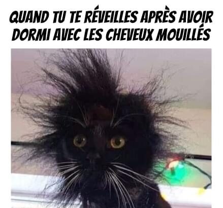 Réveil électrique ce matin! 😹💤 #Pawtounes #Chat #Cats #MorningHair #MardiMotivation
