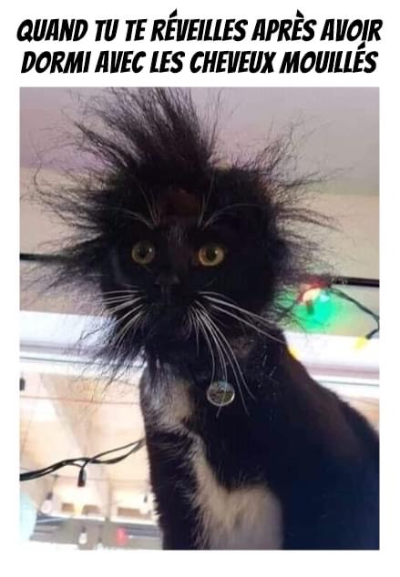 Réveil électrique ce matin! ?? #Pawtounes #Chat #Cats #MorningHair #MardiMotivation