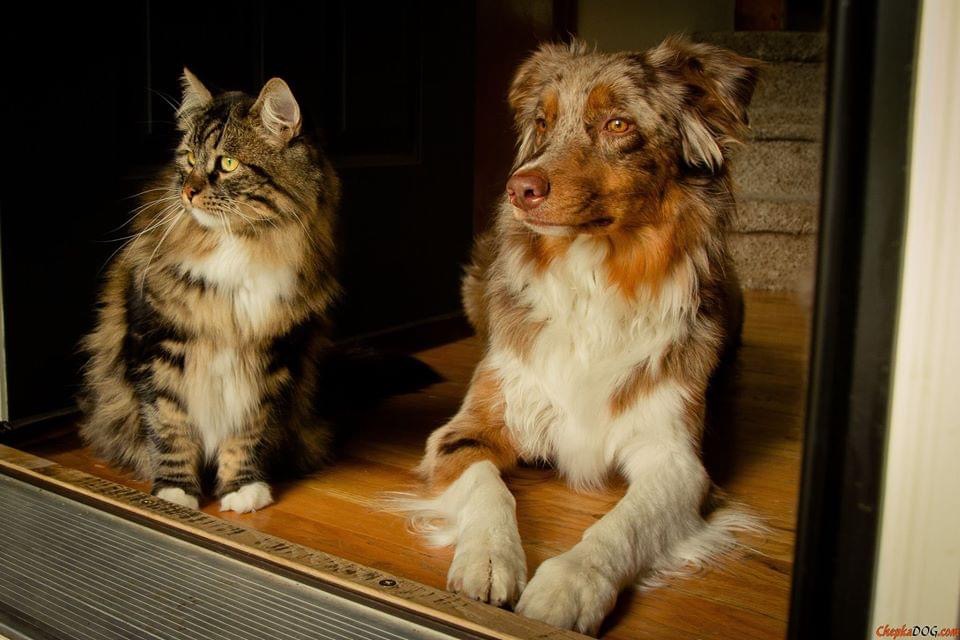 Pawtounes - Chats - Chatons - Animaux - Mignons - Marrants : Inseparable friends at the door of adventure ?☀️ #InterspeciesFriendship #Companions #Pawtounes #Cat #Cats