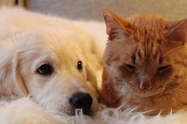 Meilleurs amis poilus en mode câlin! 🐱❤️🐶 #Amitié #Adorables #AnimauxCompagnie #Pawtounes #Chat #Cats