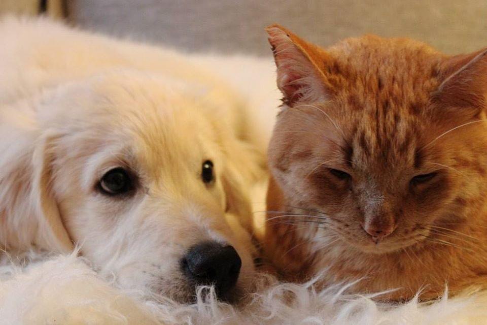 Pawtounes - Chats - Chatons - Animaux - Mignons - Marrants : Best furry friends in cuddle mode! 🐱❤️🐶 #Amitié #Adorables #AnimauxCompagnie #Pawtounes #Chat #Cats