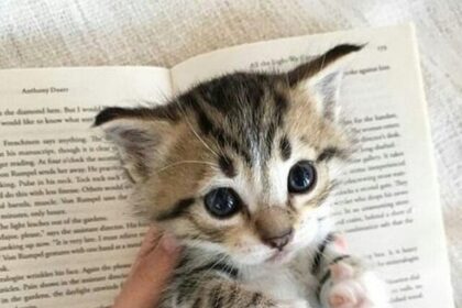 Pawtounes - Chats - Chatons - Animaux - Mignons - Marrants : Cuddly reading break 🐾📖👀 #LectureAvecChat #Adorable #AnimalLover #Pawtounes #Chat #Cats