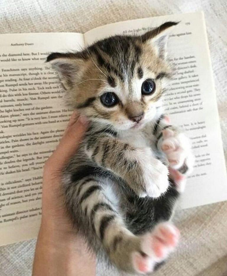 Pawtounes - Chats - Chatons - Animaux - Mignons - Marrants : Cuddly reading break ??? #LectureAvecChat #Adorable #AnimalLover #Pawtounes #Chat #Cats