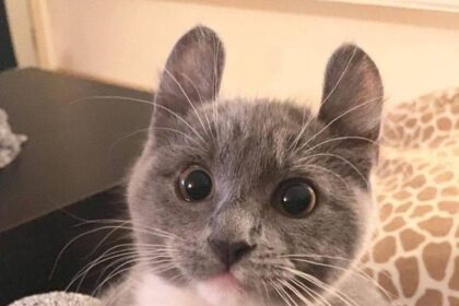 Pawtounes - Chats - Chatons - Animaux - Mignons - Marrants : Look at those eyes! ? Sweet moment with #ChatonMignon #Miaou #Adorable #Pawtounes #Chat #Cats