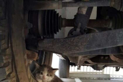 Pawtounes - Chats - Chatons - Animaux - Mignons - Marrants : 🚗😺 Adventure under the wheels! #Rescue #Adorable #Cute #Pawtounes #Cat #Cats