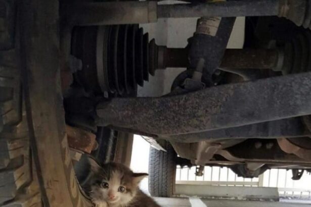 🚗😺 Aventure sous les roues ! #Sauvetage #Adorable #Mignon #Pawtounes #Chat #Cats