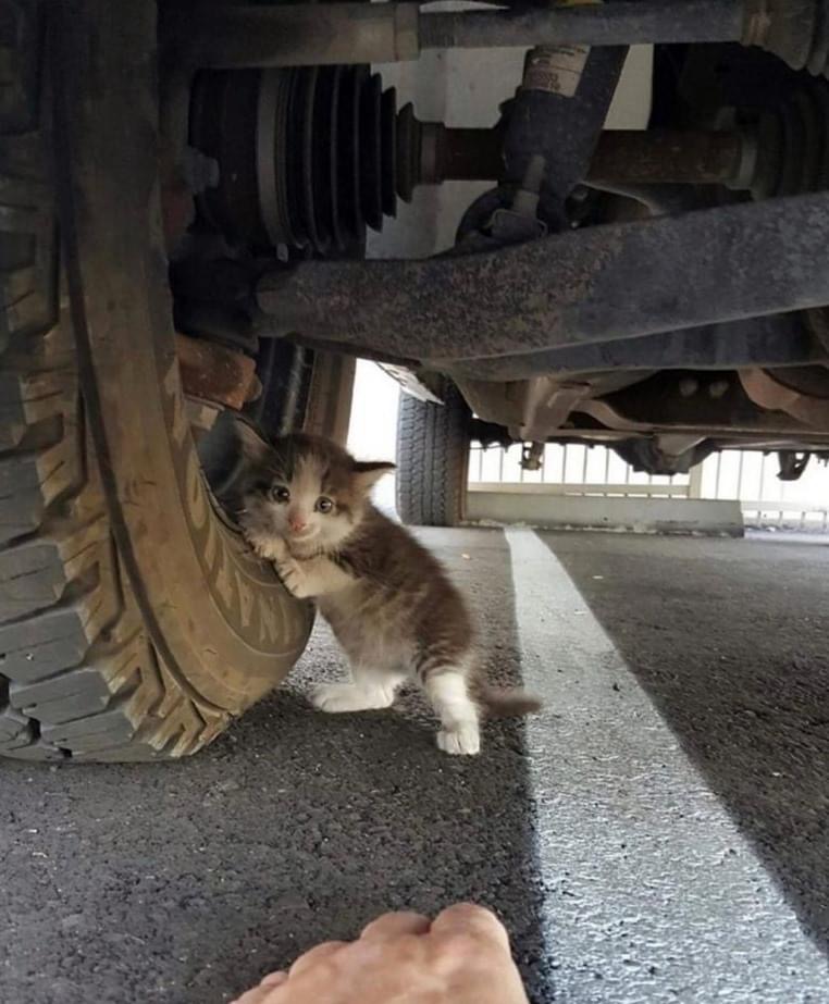 🚗😺 Aventure sous les roues ! #Sauvetage #Adorable #Mignon #Pawtounes #Chat #Cats