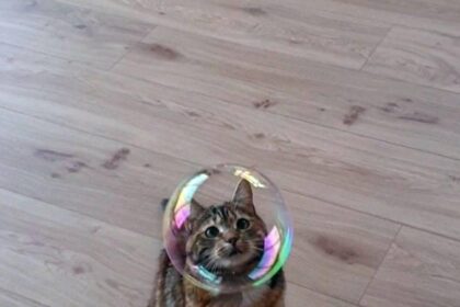 Pawtounes - Chats - Chatons - Animaux - Mignons - Marrants : Bubble explorer seeks adventure! 🐾✨ #Pawtounes #Chat #Cats #Cute #BubbleMagic