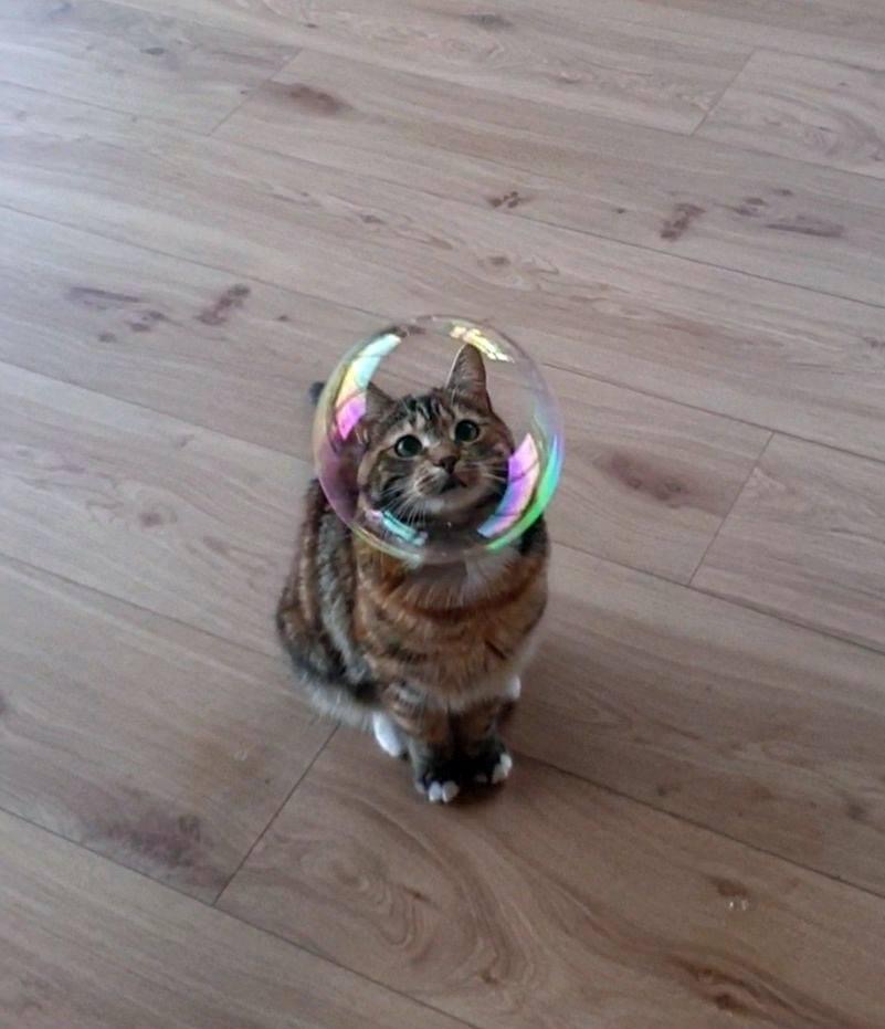 Explorateur à bulle cherche aventure! 🐾✨ #Pawtounes #Chat #Cats #Mignon #BubbleMagic