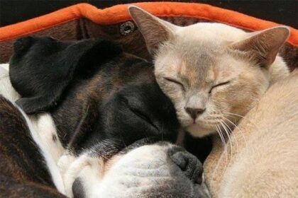 Douce amitié 😺🐶 #Pawtounes #Chat #Cats #AmitiéInterespèces #Câlins