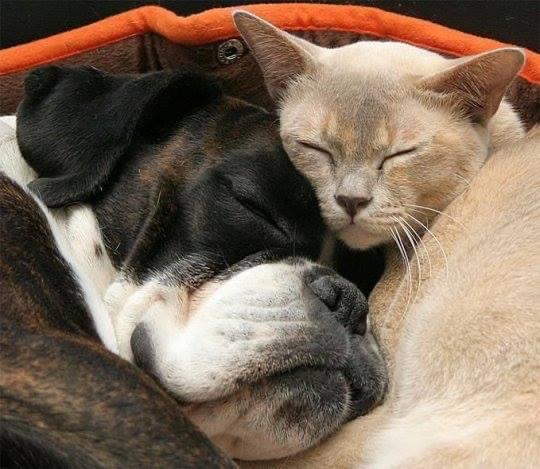 Pawtounes - Chats - Chatons - Animaux - Mignons - Marrants : Sweet friendship 😺🐶 #Pawtounes #Cat #Cats #Inter-species friendship #Cuddles