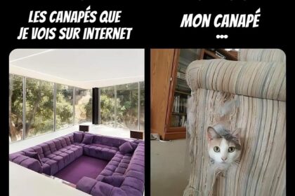 Pawtounes - Chats - Chatons - Animaux - Mignons - Marrants : Expectations vs reality 😹🛋️ #Deco #CatsOfTwitter #Cute #Pawtounes #Chat