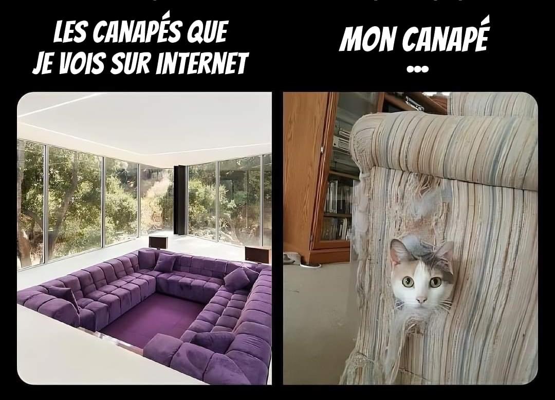 Attentes vs réalité 😹🛋️ #Déco #CatsOfTwitter #Mignon #Pawtounes #Chat