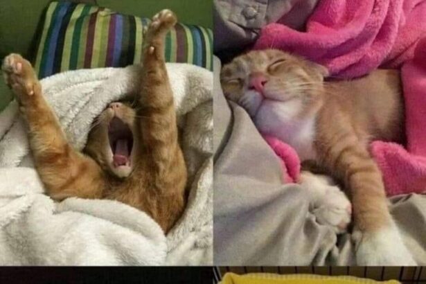 Pawtounes - Chats - Chatons - Animaux - Mignons - Marrants : When you aim for the #Weekend like these cats 🐾😹🛌 #Relaxation #Cute #Pawtounes #Cat #Cats
