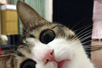 Fais fondre pour un selfie félin ! 😻📸 #Mignon #SelfieCat #Adorable #Pawtounes #Chat #Cats