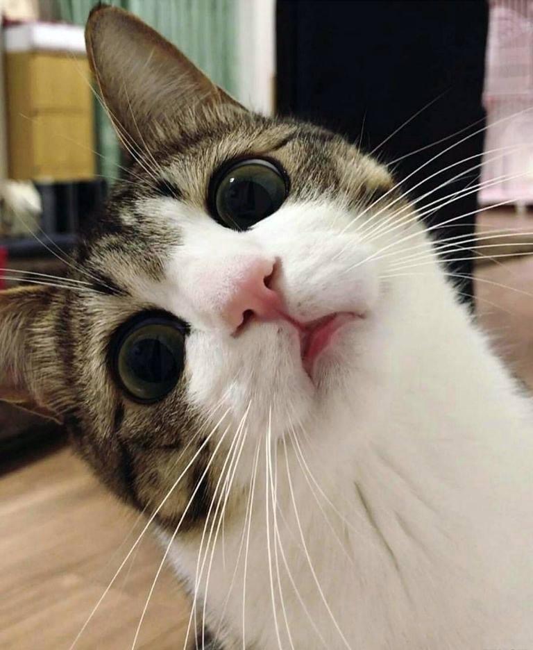 Pawtounes - Chats - Chatons - Animaux - Mignons - Marrants : Melt for a feline selfie! 😻📸 #Cute #SelfieCat #Adorable #Pawtounes #Chat #Cats