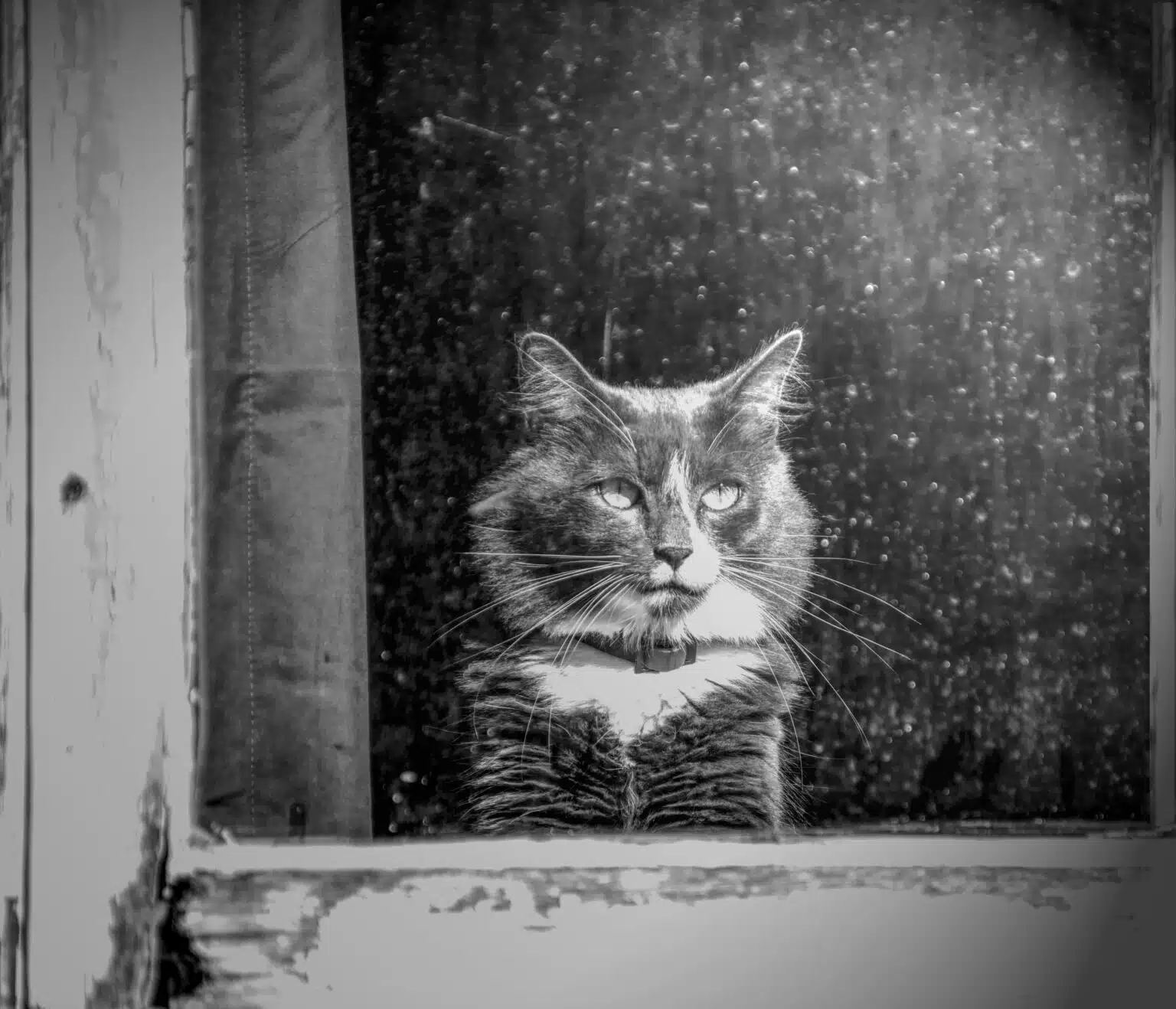 Pawtounes - Chats - Chatons - Animaux - Mignons - Marrants : Découvrez l'âge de votre chat en années humaines !