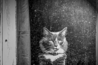 Pawtounes - Chats - Chatons - Animaux - Mignons - Marrants : Découvrez l'âge de votre chat en années humaines !