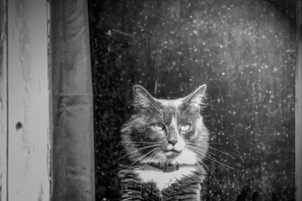 Pawtounes - Chats - Chatons - Animaux - Mignons - Marrants : Découvrez l'âge de votre chat en années humaines !