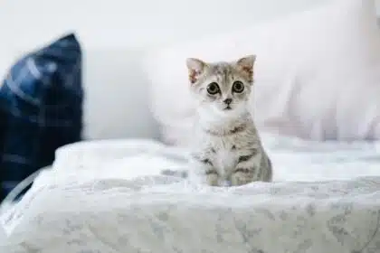 Pawtounes - Chats - Chatons - Animaux - Mignons - Marrants : Tumeur chez le chat : espérance de vie et clés pour l'améliorer