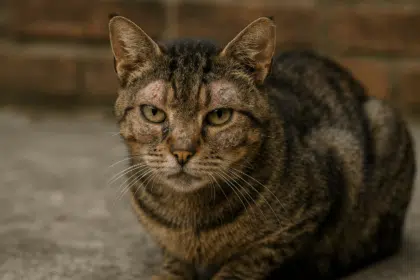 Pawtounes - Chats - Chatons - Animaux - Mignons - Marrants : Teigne du chat : symptômes, risques et traitements efficaces