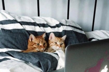 Réveil avec des mails félins 🐱💻! Nos #Pawtounes sont déjà au travail! #Chat #Cats #Mignon #HomeOffice