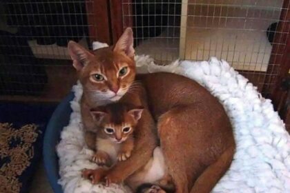 Pawtounes - Chats - Chatons - Animaux - Mignons - Marrants : Feline cuddle time! 🐾😻 #Mignon #CalinsDeChats #Animaux #Adorables #Pawtounes #Chat #Cats