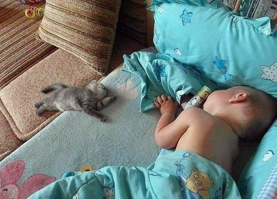 Pawtounes - Chats - Chatons - Animaux - Mignons - Marrants : Synchronized sleeping 😴, infinite tenderness! 🐾💤 #Pawtounes #Chat #Cats #Cute #Family