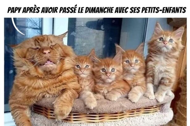 Quand la sieste appelle après le babysitting dominical 😹👴 #Pawtounes #Chat #Cats #FamilleFéline #CuteOverload