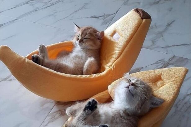 Pawtounes - Chats - Chatons - Animaux - Mignons - Marrants : Ultimate duo relaxation 🍌🐾 #ChillCat #Mignon #DodoFelins #Pawtounes #Chat #Cats