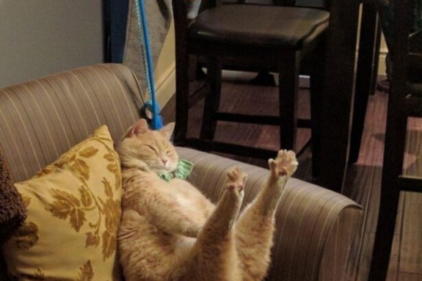 Relaxation ou yoga félin? 😸🧘‍♂️ Dites-nous comment votre #Chat s'étire! 🐾 #Pawtounes #Cats #YogaCat #FelinHeureux