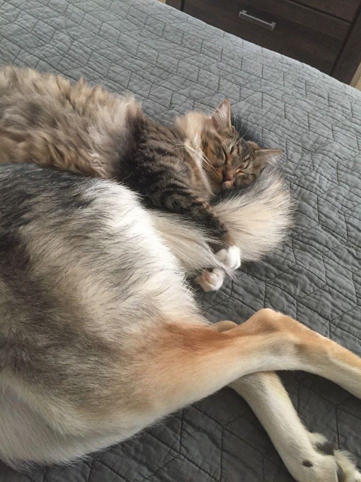 Amour interspécifique 🐱❤🐶 Découvrez la douceur d'une sieste partagée! #AmitiéAnimale #DodoDuo #Pawtounes #Chat #Cats