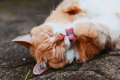 Pawtounes - Chats - Chatons - Animaux - Mignons - Marrants : Guide Ultime du Toilettage de Chat pour Propriétaires Éclairés