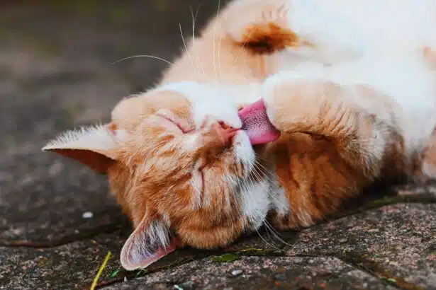 Pawtounes - Chats - Chatons - Animaux - Mignons - Marrants : The Ultimate Guide to Cat Grooming for Discerning Owners