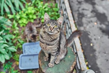 Pawtounes - Chats - Chatons - Animaux - Mignons - Marrants : Guide ultime du chat européen pour les passionnés félins