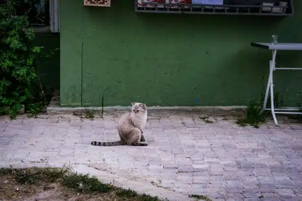 Pawtounes - Chats - Chatons - Animaux - Mignons - Marrants : Solution: Why does your cat pee everywhere? Answers and tips.