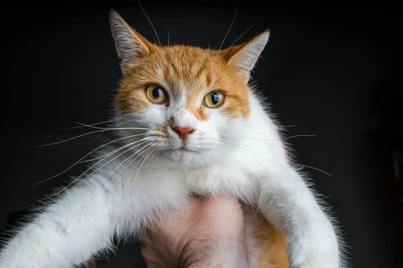 Pawtounes - Chats - Chatons - Animaux - Mignons - Marrants : Pourquoi mon chat ronronne ? Signification et explications