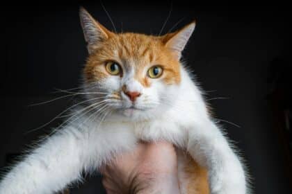 Pawtounes - Chats - Chatons - Animaux - Mignons - Marrants : Pourquoi mon chat ronronne ? Signification et explications
