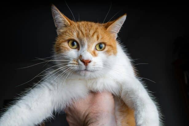 Pawtounes - Chats - Chatons - Animaux - Mignons - Marrants : Pourquoi mon chat ronronne ? Signification et explications