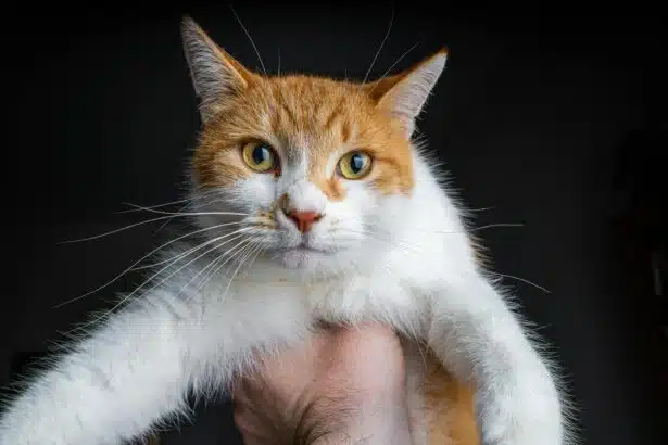 Pawtounes - Chats - Chatons - Animaux - Mignons - Marrants : Why does my cat purr? Meaning and explanations