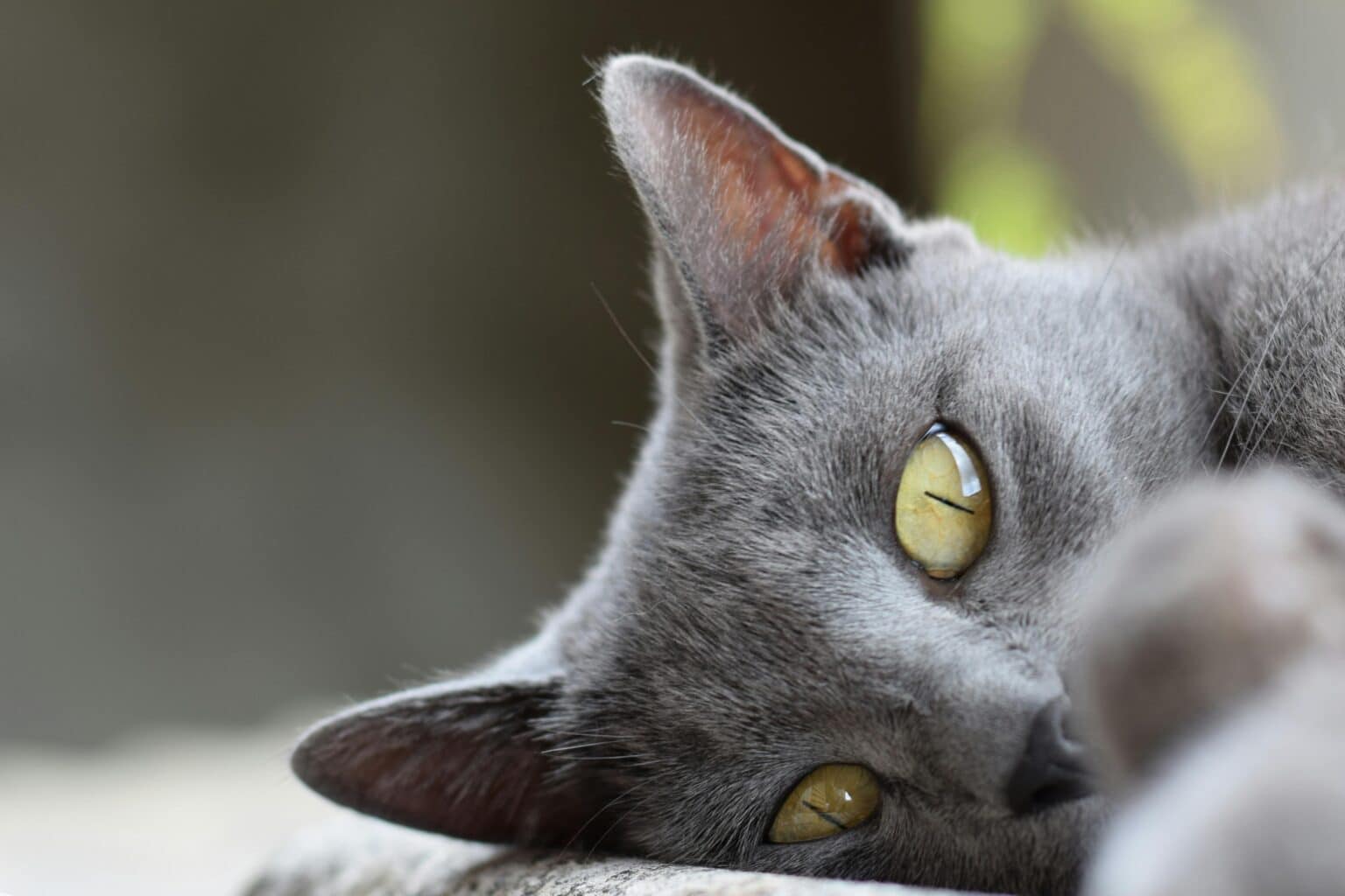 Pawtounes - Chats - Chatons - Animaux - Mignons - Marrants : Chat Chartreux : caractère, soins et conseils 2024