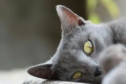 Pawtounes - Chats - Chatons - Animaux - Mignons - Marrants : Chat Chartreux : caractère, soins et conseils 2024