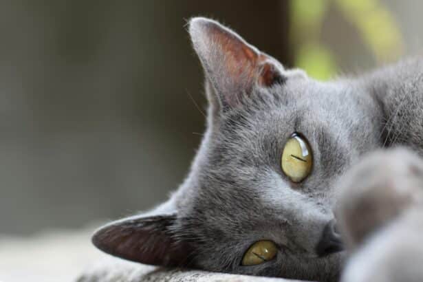 Pawtounes - Chats - Chatons - Animaux - Mignons - Marrants : Chat Chartreux : caractère, soins et conseils 2024