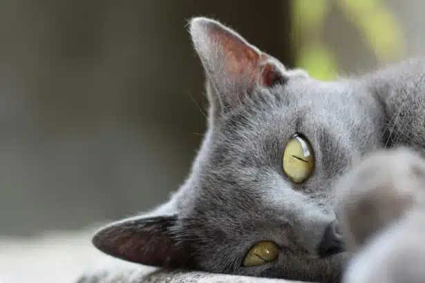 Pawtounes - Chats - Chatons - Animaux - Mignons - Marrants : Chat Chartreux : caractère, soins et conseils 2024